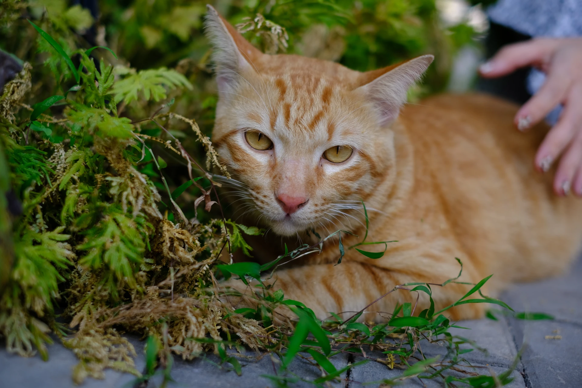 cat in the garden 2023 11 27 05 19 16 utc