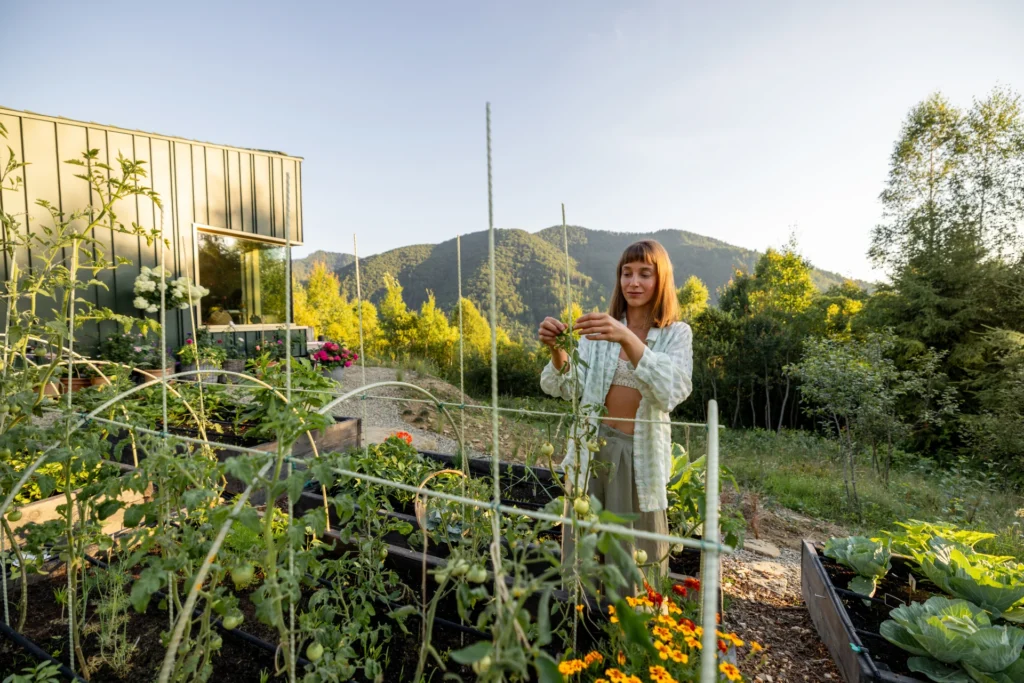 woman inspecting green tomatoes 2024 11 28 05 06 02 utc